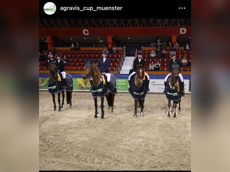 Hanoverian Mare 9 years 16,1 hh Bay-Dark in Altenberge