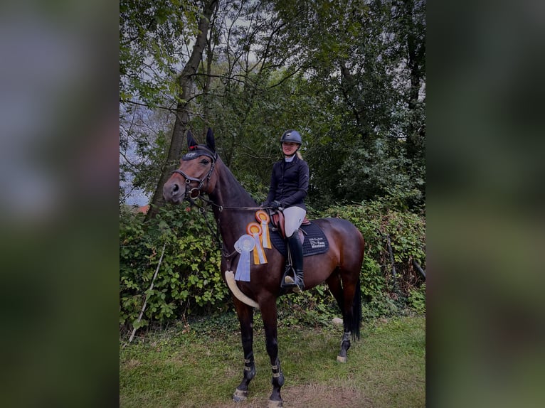 Hanoverian Mare 9 years 16,1 hh Bay-Dark in Altenberge