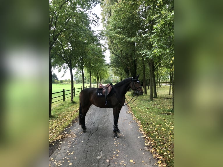 Hanoverian Mare 9 years 16,1 hh Bay-Dark in Altenberge