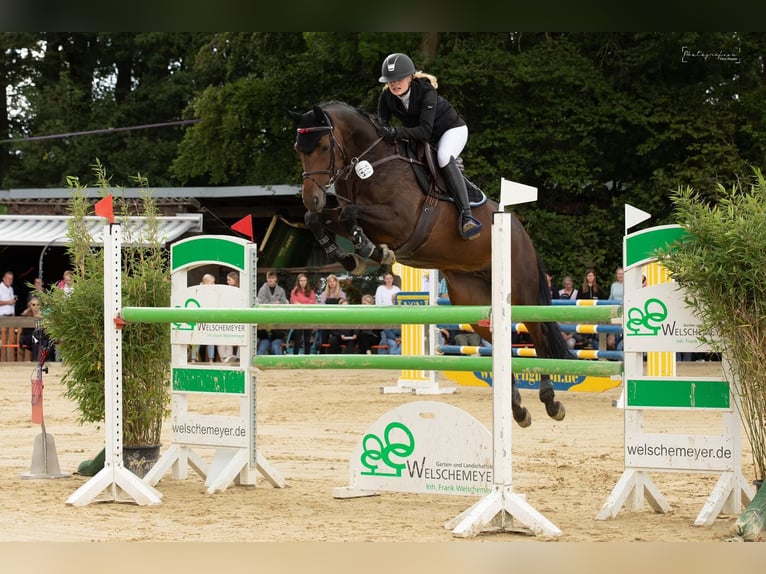 Hanoverian Mare 9 years 16,1 hh Bay-Dark in Altenberge