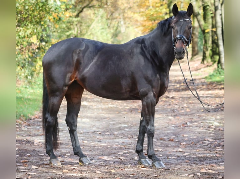 Hanoverian Mare 9 years 16,1 hh Bay-Dark in Wuppertal
