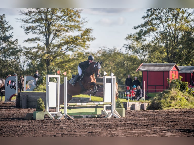 Hanoverian Mare 9 years 16,1 hh Brown in Aukrug