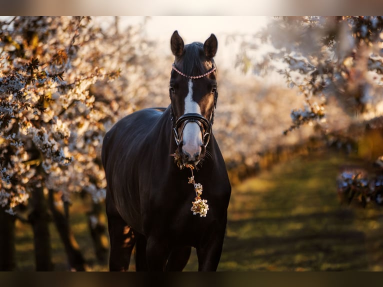 Hanoverian Mare 9 years 16,1 hh Brown in Gnarrenburg