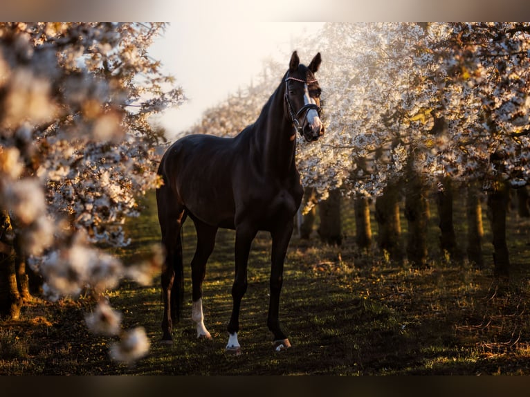 Hanoverian Mare 9 years 16,1 hh Brown in Gnarrenburg