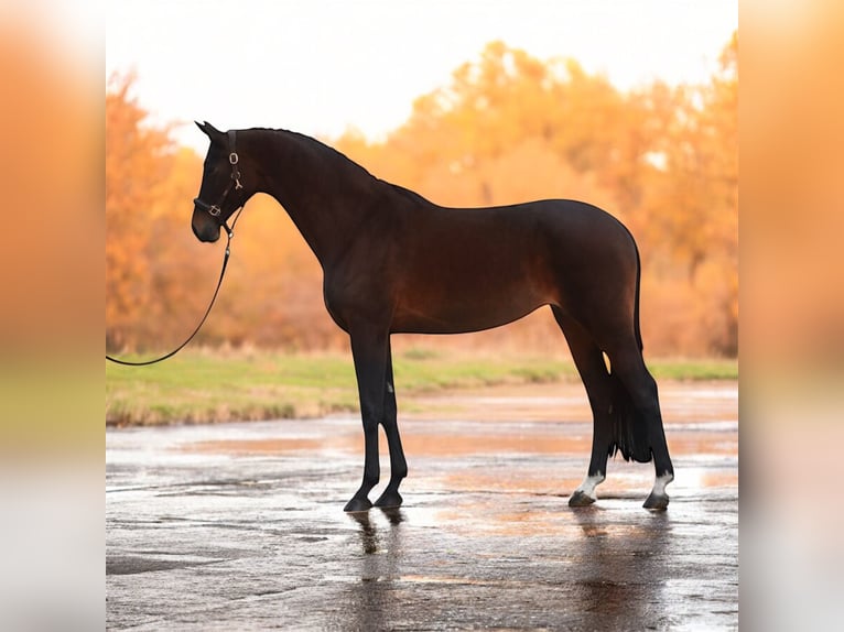 Hanoverian Mare 9 years 16,1 hh Brown in M&#xF3;r