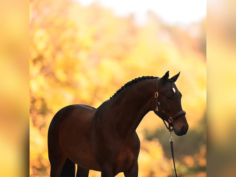 Hanoverian Mare 9 years 16,1 hh Brown in M&#xF3;r