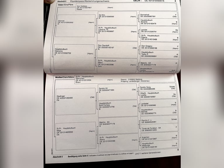 Hanoverian Mare 9 years 16,1 hh Brown in Mor