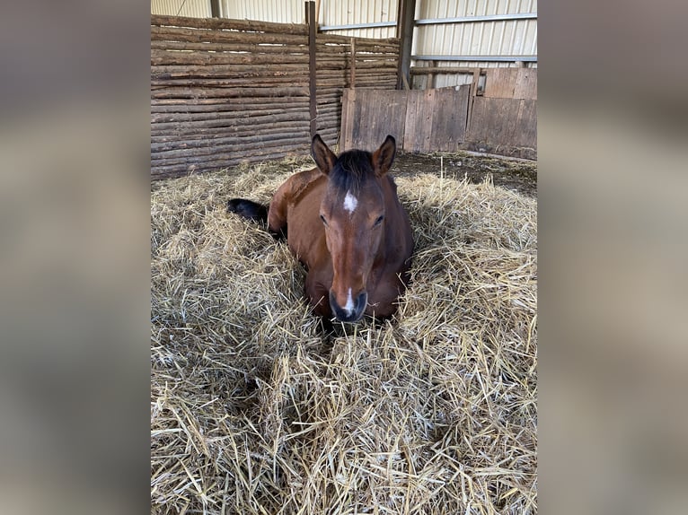 Hanoverian Mare 9 years 16,1 hh Brown in Gleichen