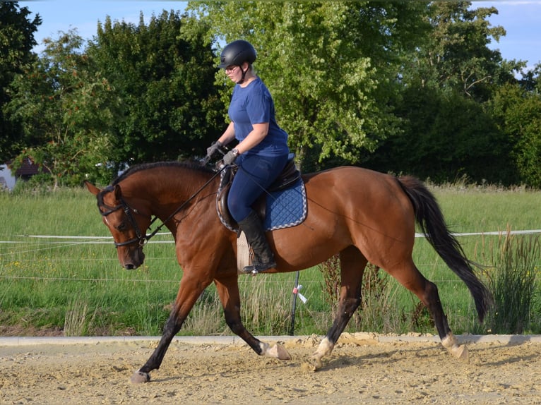 Hanoverian Mare 9 years 16,1 hh Brown in Gleichen