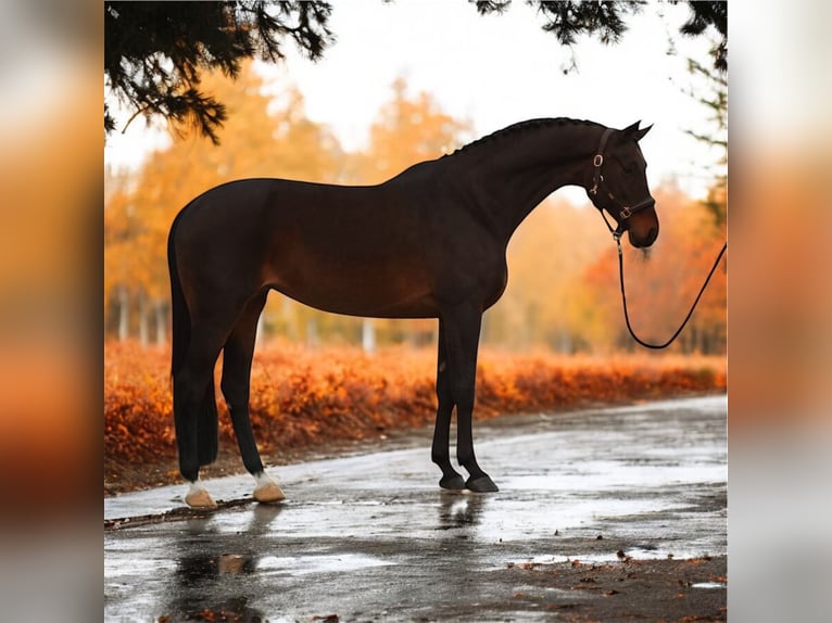 Hanoverian Mare 9 years 16,1 hh Brown in M&#xF3;r