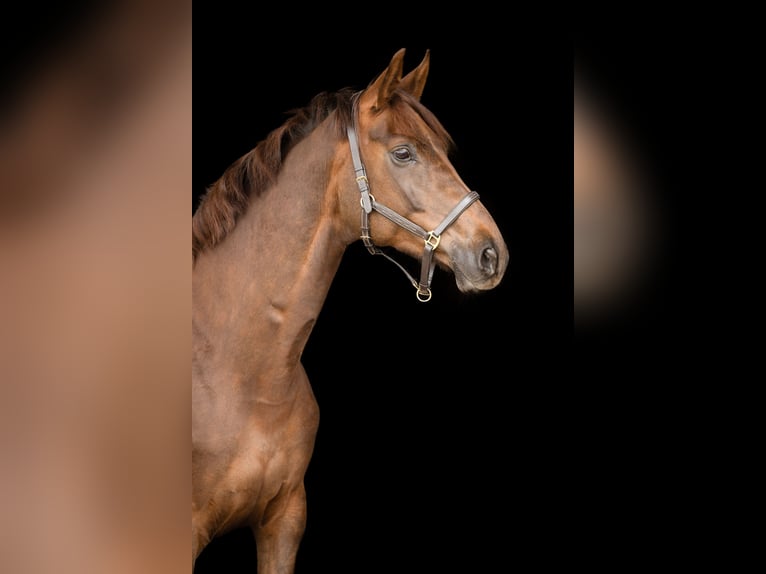 Hanoverian Mare 9 years 16,1 hh Chestnut in Gifhorn