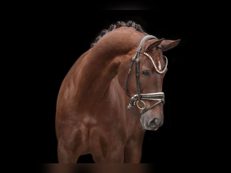 Hanoverian Mare 9 years 16,1 hh Chestnut in Wehringen