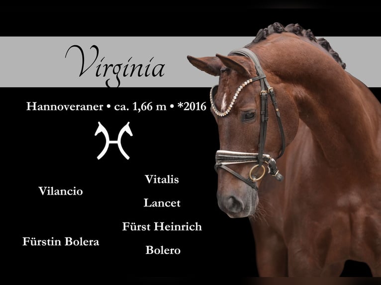 Hanoverian Mare 9 years 16,1 hh Chestnut in Wehringen