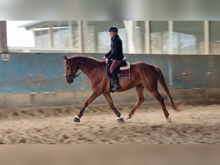 Hanoverian Mare 9 years 16,1 hh Chestnut-Red in Langenau