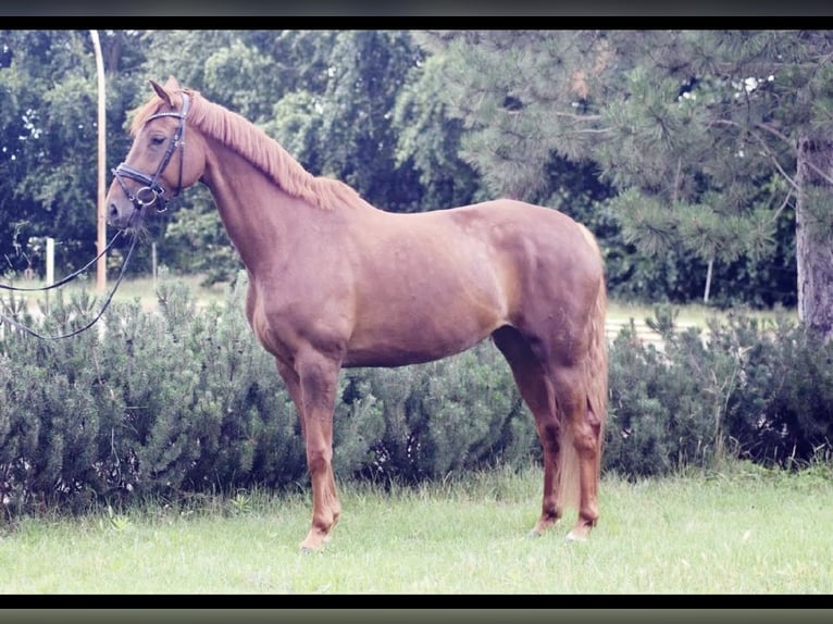 Hanoverian Mare 9 years 16,1 hh Chestnut-Red in Langenau