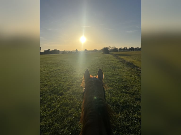 Hanoverian Mare 9 years 16,1 hh Chestnut-Red in Langenau