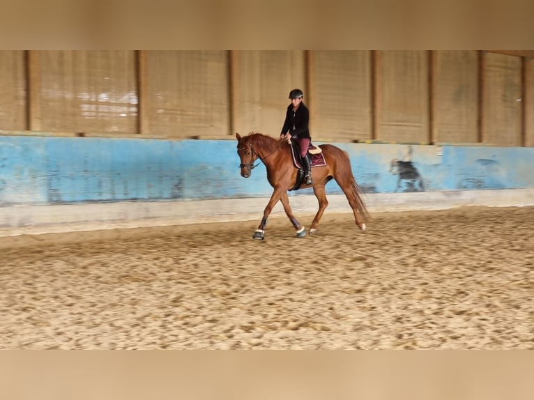 Hanoverian Mare 9 years 16,1 hh Chestnut-Red in Langenau