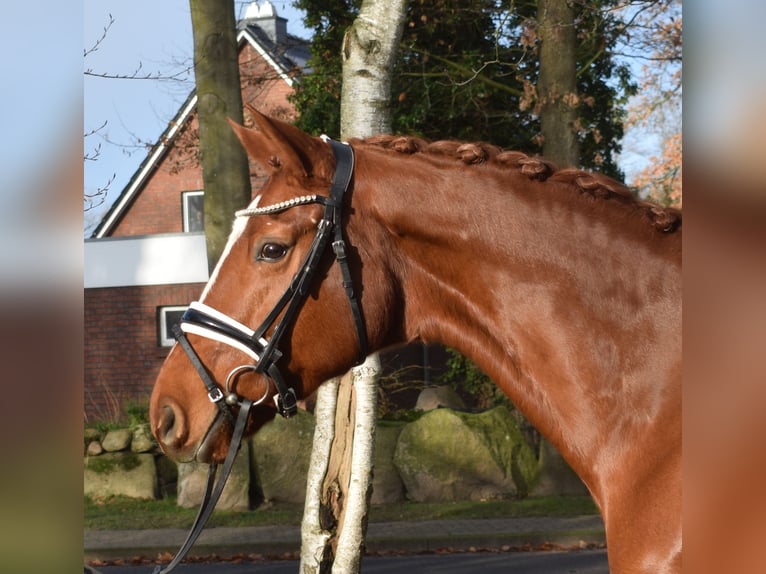 Hanoverian Mare 9 years 16,1 hh Chestnut-Red in Fredenbeck