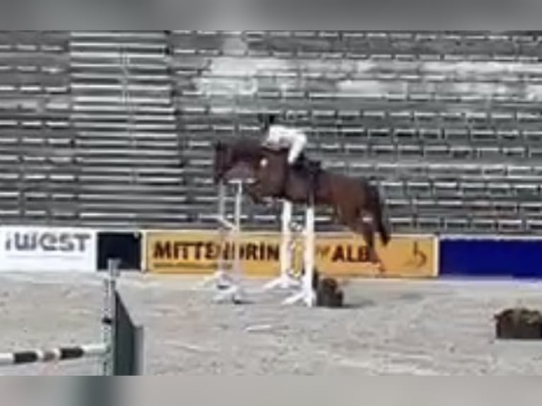 Hanoverian Mare 9 years 16,1 hh Chestnut-Red in Sauldorf