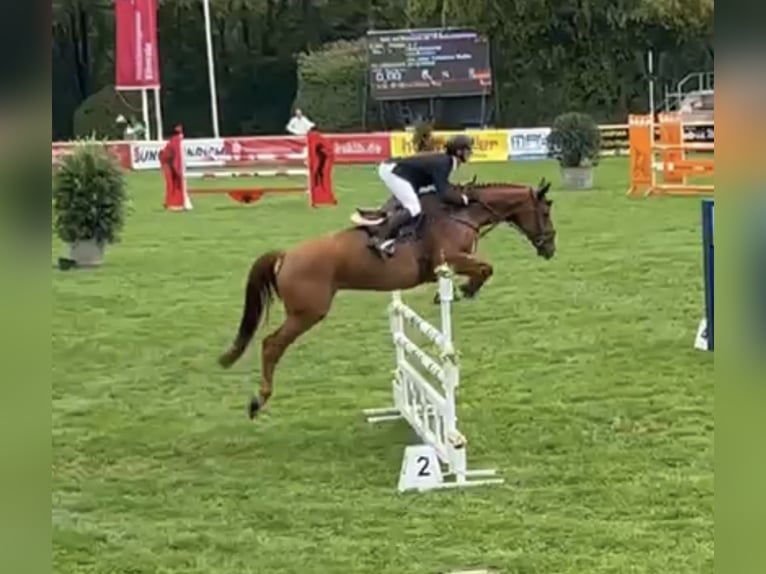 Hanoverian Mare 9 years 16,1 hh Chestnut-Red in Sauldorf