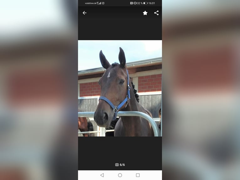 Hanoverian Mare 9 years 16,2 hh Brown in Arneburg
