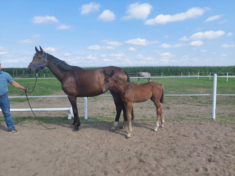 Hanoverian Mare 9 years 16,2 hh Brown in Arneburg