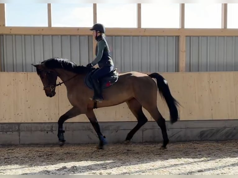 Hanoverian Mare 9 years 16,2 hh Brown in Ehingen an der Donau