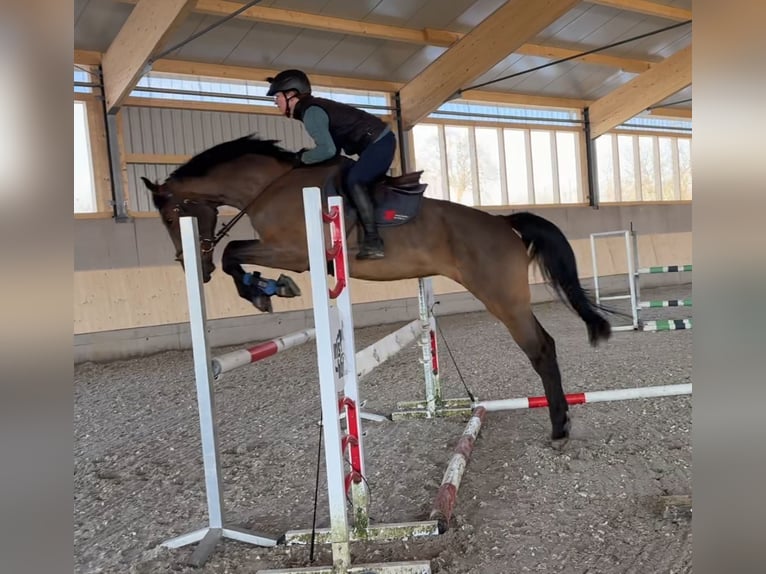 Hanoverian Mare 9 years 16,2 hh Brown in Ehingen an der Donau