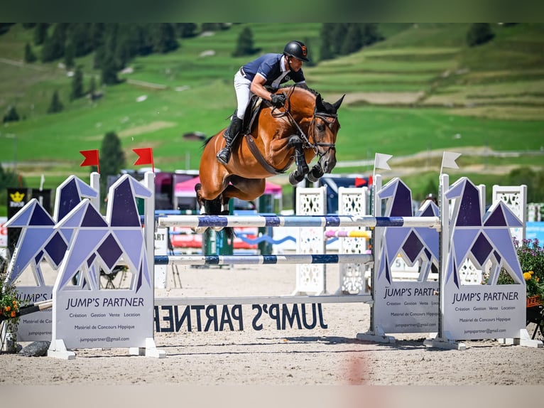 Hanoverian Mare 9 years 16,2 hh Brown in Füllinsdorf