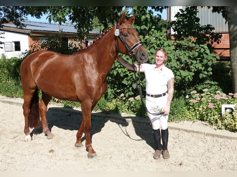 Hanoverian Mare 9 years 16,2 hh Chestnut in Dornum Nesse