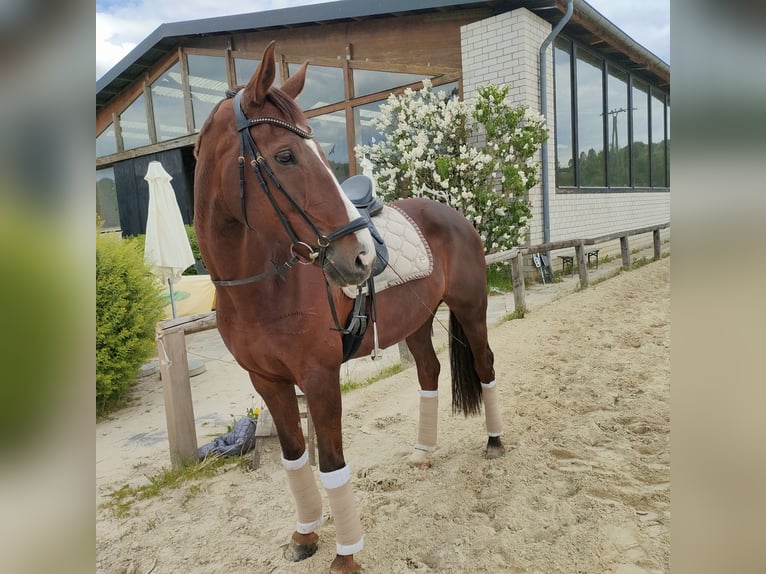 Hanoverian Mare 9 years 16,2 hh Chestnut in Bergisch Gladbach