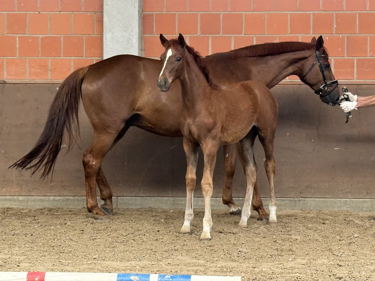 Hanoverian Mare 9 years 16,2 hh Chestnut-Red in Langwedel