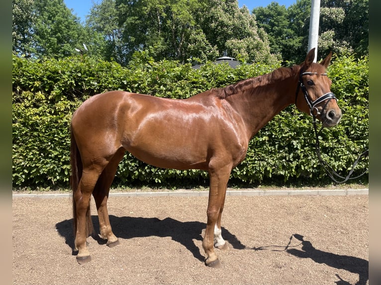 Hanoverian Mare 9 years 16,2 hh Chestnut-Red in Westensee