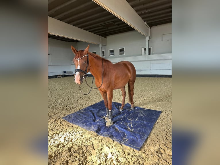 Hanoverian Mare 9 years 16,2 hh Chestnut-Red in Hofbieber