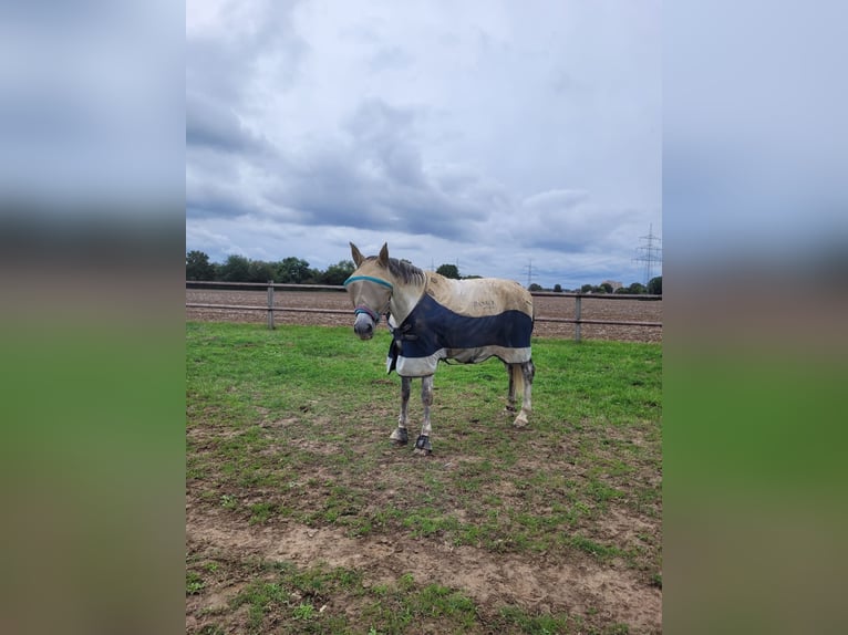 Hanoverian Mare 9 years 16,2 hh Grey in Leverkusen