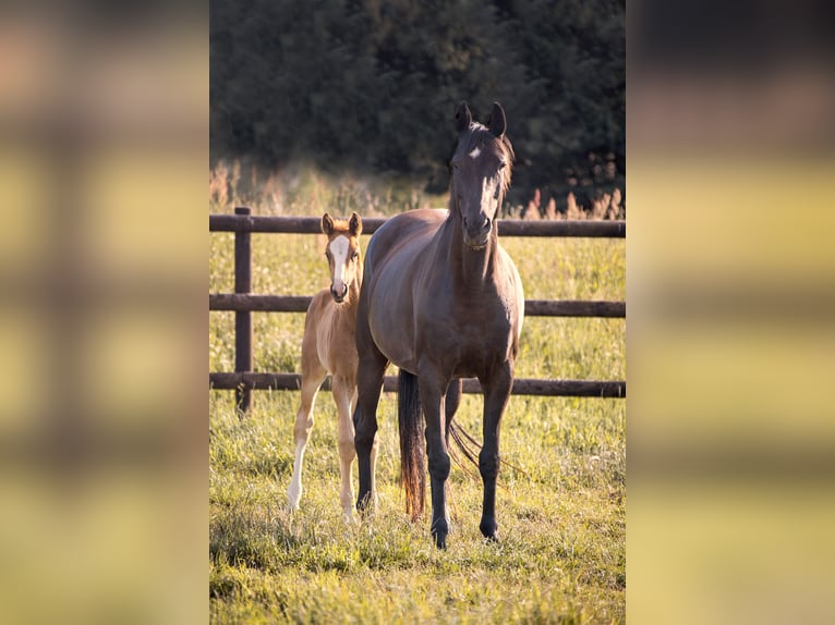 Hanoverian Mare 9 years 16,2 hh Smoky-Black in Werder (Havel)