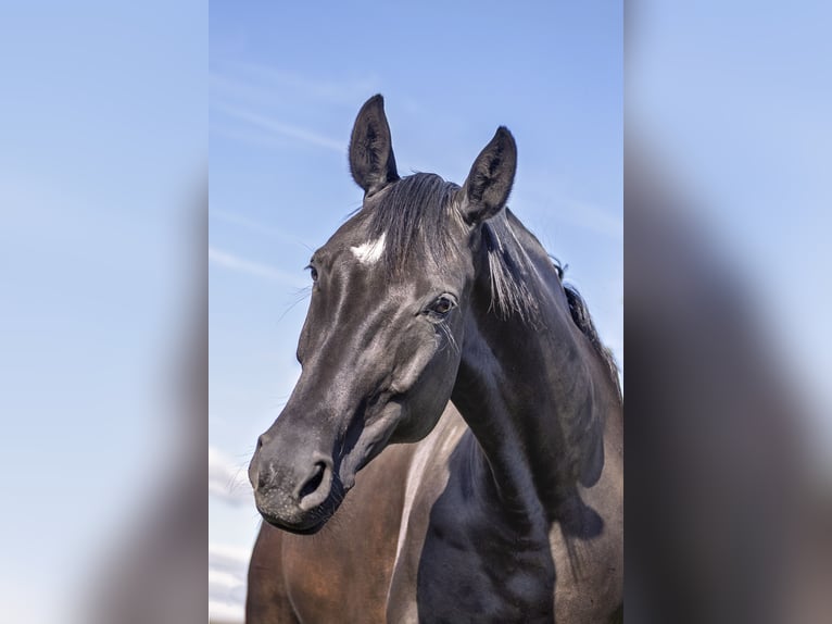 Hanoverian Mare 9 years 16,2 hh Smoky-Black in Werder (Havel)