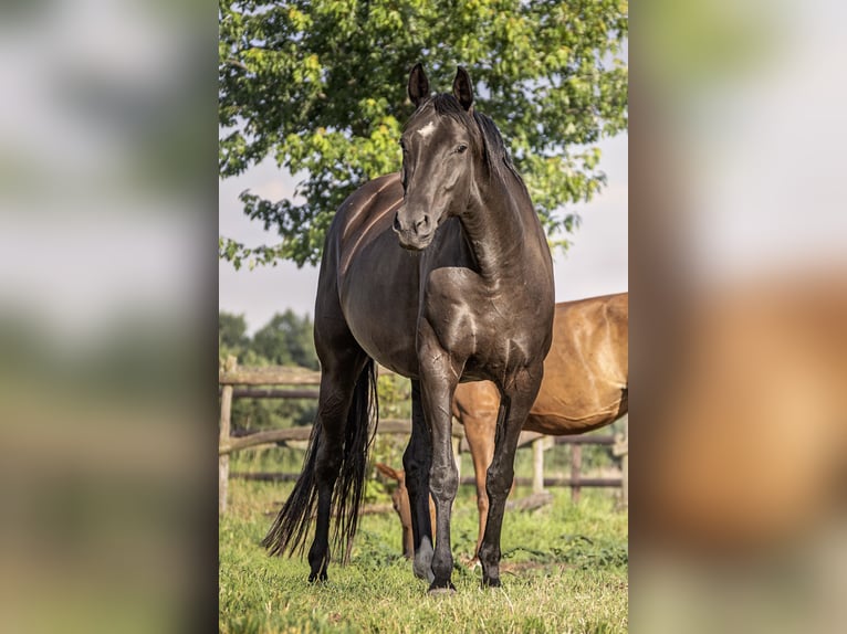 Hanoverian Mare 9 years 16,2 hh Smoky-Black in Werder (Havel)