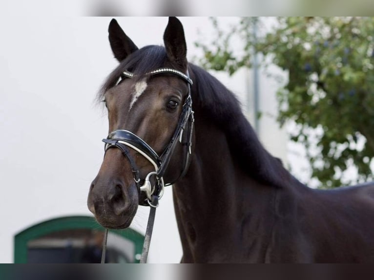 Hanoverian Mare 9 years 16,3 hh Bay-Dark in Ort im Innkreis