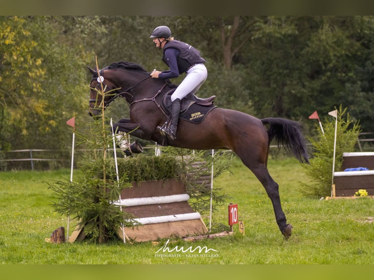 Hanoverian Mare 9 years 16,3 hh Brown in Immenhausen