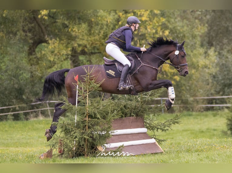 Hanoverian Mare 9 years 16,3 hh Brown in Immenhausen