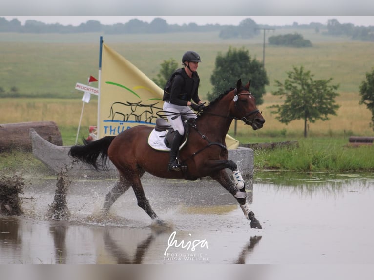 Hanoverian Mare 9 years 16,3 hh Brown in Immenhausen