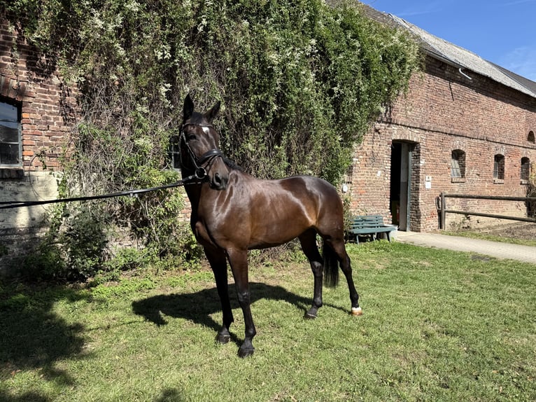 Hanoverian Mare 9 years 16,3 hh Brown in Kerpen