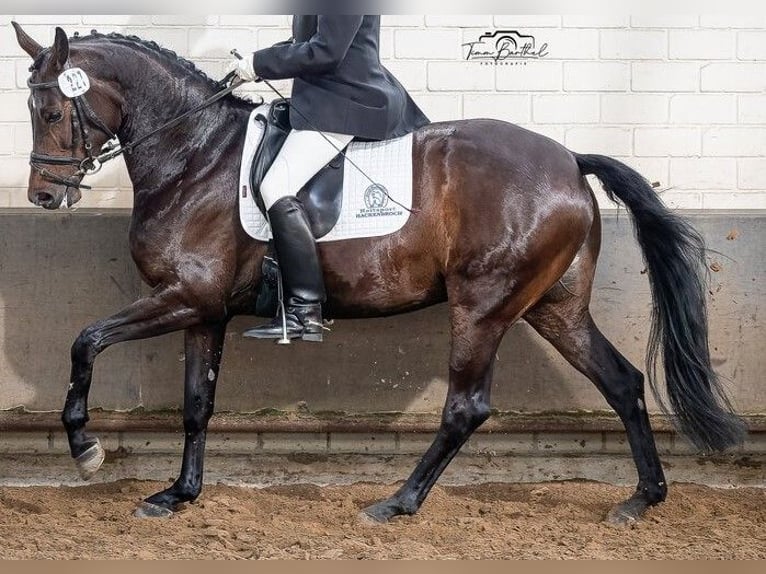 Hanoverian Mare 9 years 16,3 hh Brown in Voerde