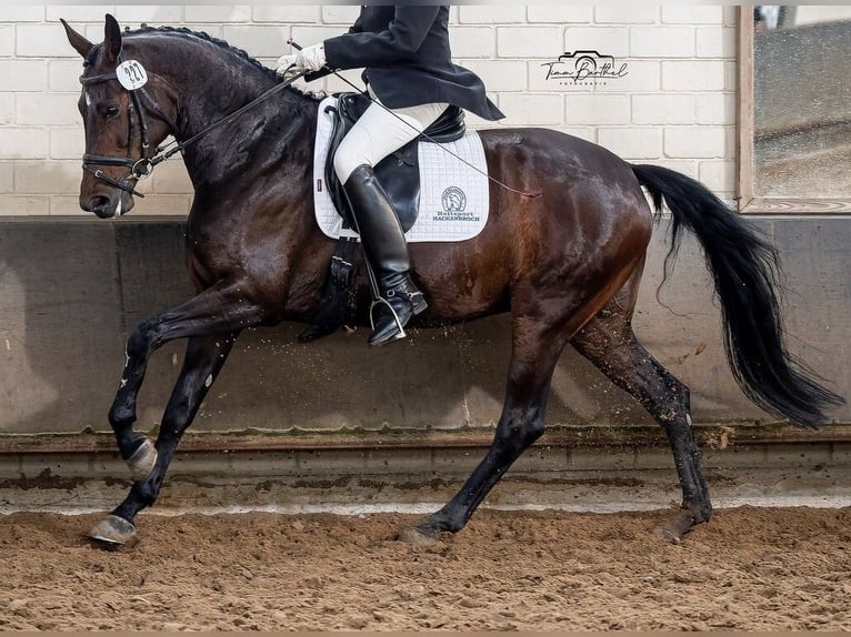 Hanoverian Mare 9 years 16,3 hh Brown in Voerde