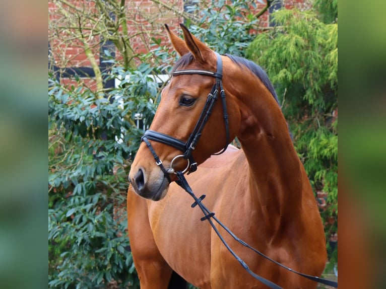 Hanoverian Mare 9 years 16,3 hh Brown in Verden