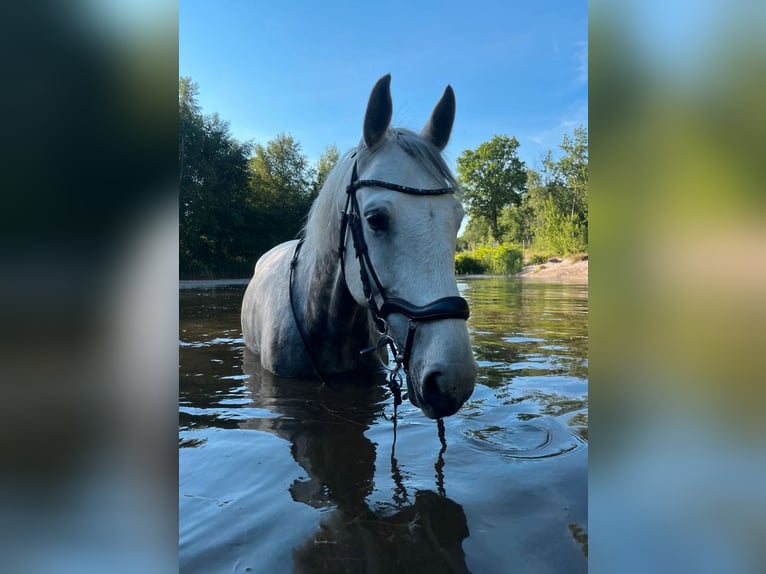 Hanoverian Mare 9 years 16,3 hh Gray-Dapple in Hammah