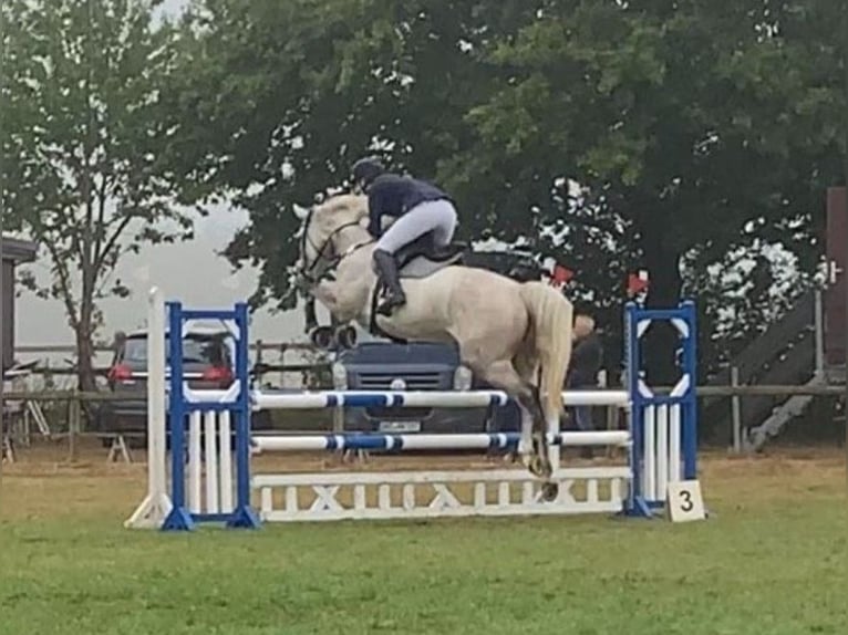 Hanoverian Mare 9 years 16,3 hh Gray-Dapple in Hammah