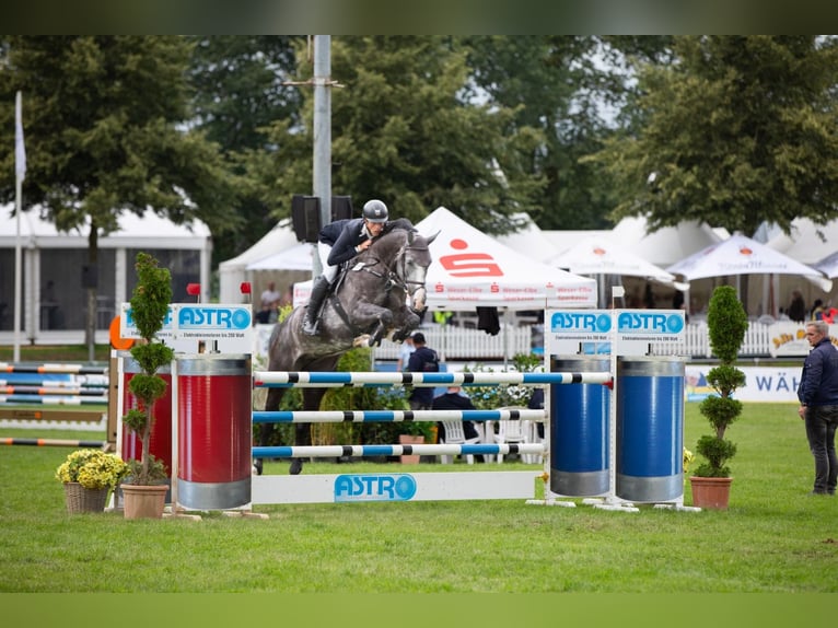 Hanoverian Mare 9 years 16,3 hh Grey-Dapple in Bremen