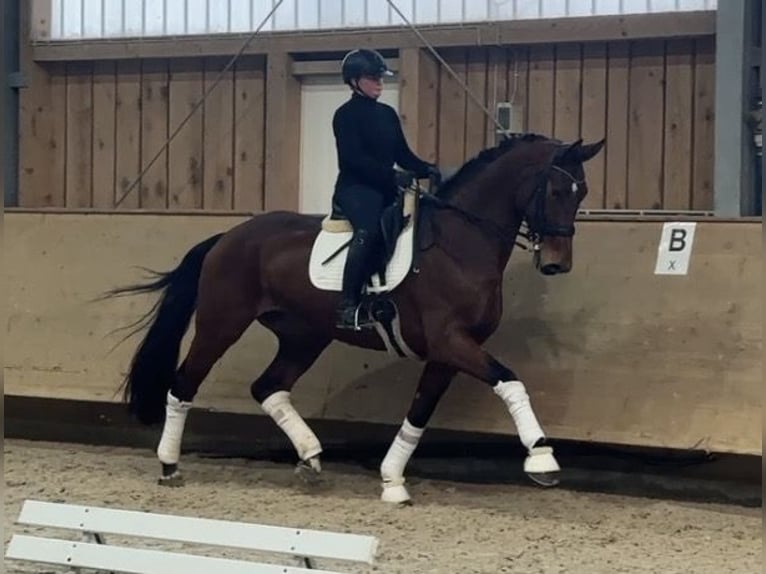 Hanoverian Mare 9 years 17.1 hh Brown in Jengen